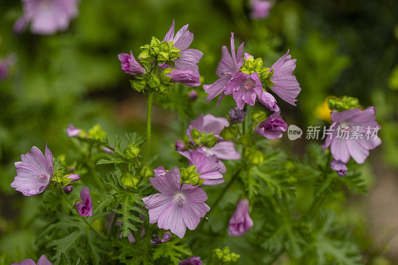 Malva Moschata -麝香锦葵一种草药